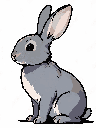 Gray rabbit with tall ears